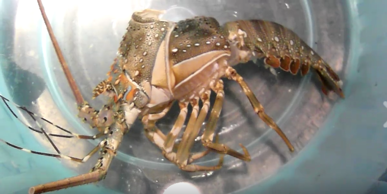 龍蝦脫殼照片.png 龍蝦脫殼照片.png