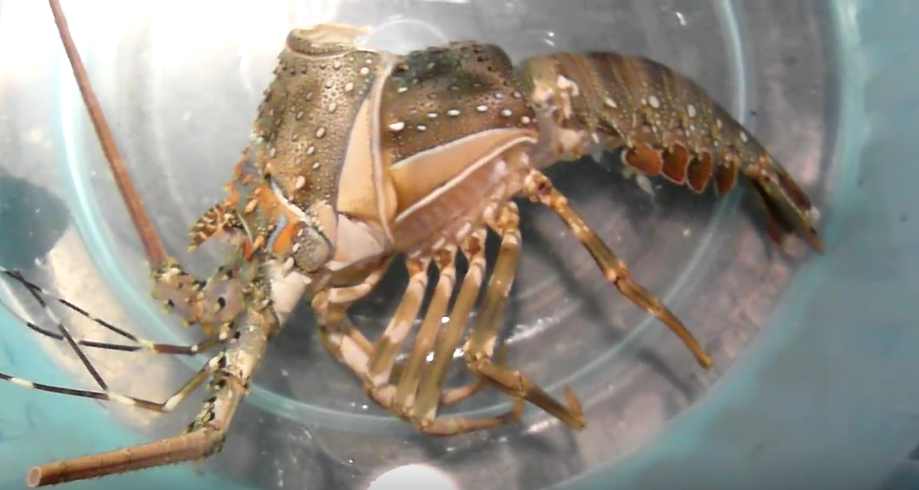 龍蝦脫殼照片2.png 龍蝦脫殼照片2.png